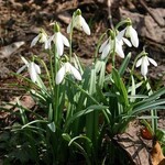 Poszukiwania wiosny 4b