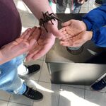 Wycieczka na wystawę zwierząt egzotycznych
