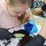 Uczennica nabiera łopatką ziemię do doniczki.