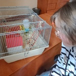 Uczennica obserwuje myszy w klatce