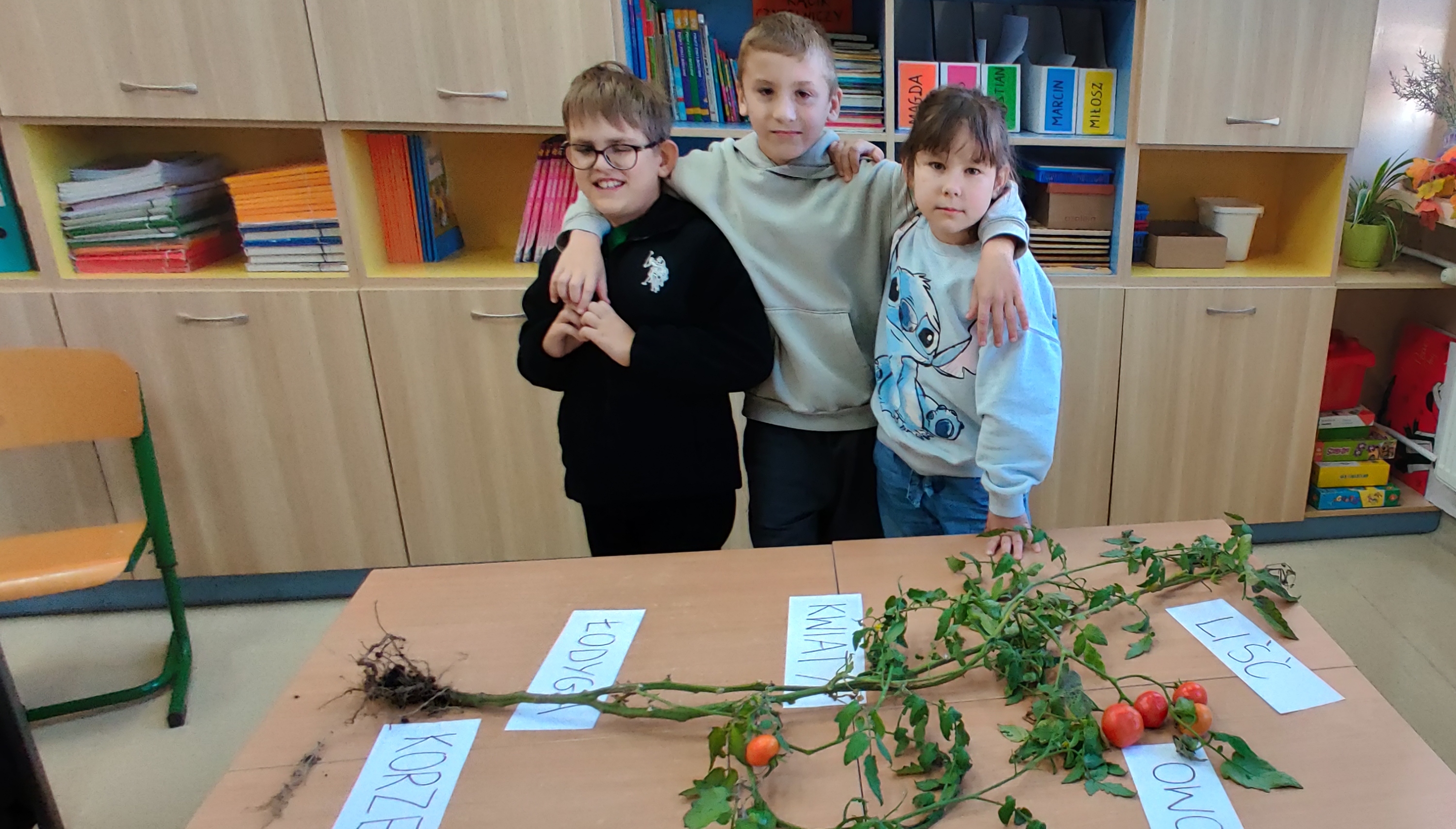 Trójka uczniów stoi przy stole na którym leży krzak pomidora.