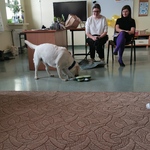 Dwie panie siedzące na krzesłach i pies