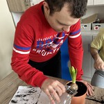 Uczeń podlewa hiacynta