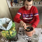 Uczeń sadzi cebulkj kwiatów