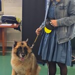 Właścicielka psa przewodnika stoi obok psa.