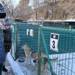 Dwójka uczniów stoi przed klatką  w których znajdują się dwa psy.