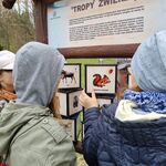 Uczniowie oglądają zdjęcia zwierząt na tablicy informacyjnej.